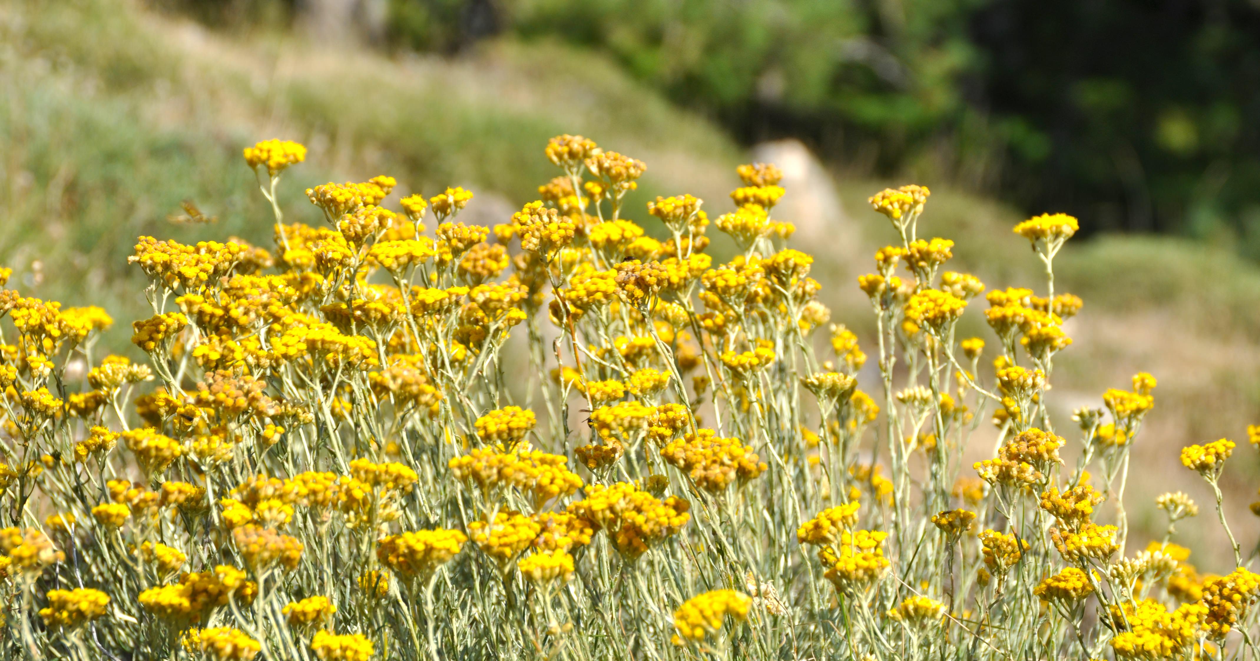 Helichrysum Italicum - Immortelle HerzegovinaImmortelle Herzegovina